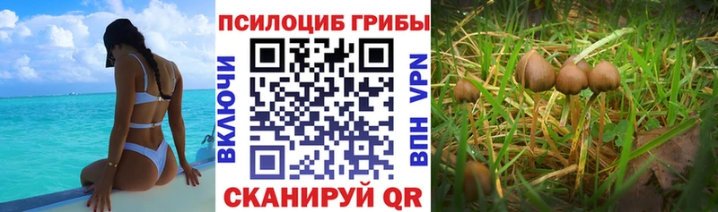 Купить закладки Котлас Галлюциногенные грибы Cubensis